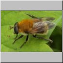 Criorhina berberina oxyacanthae - Gelbhaarige Hummelschwebfliege m01.jpg